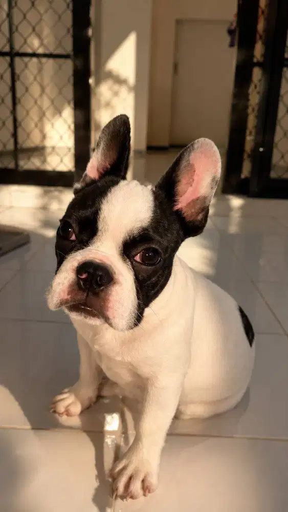 Dijual French Bulldog Jantan