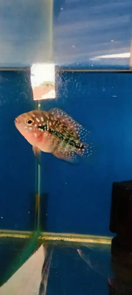 Louhan kamfa f2 red