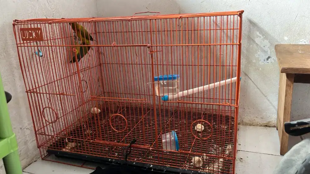 Love bird josan