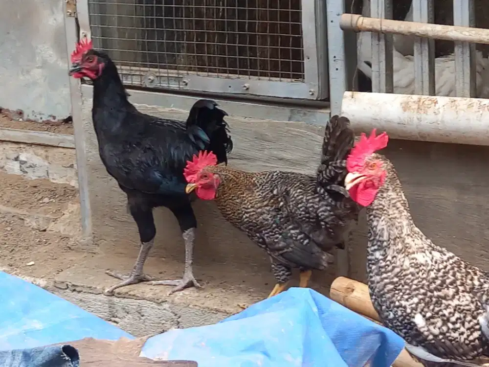 Ayam jago kuntara 4.
