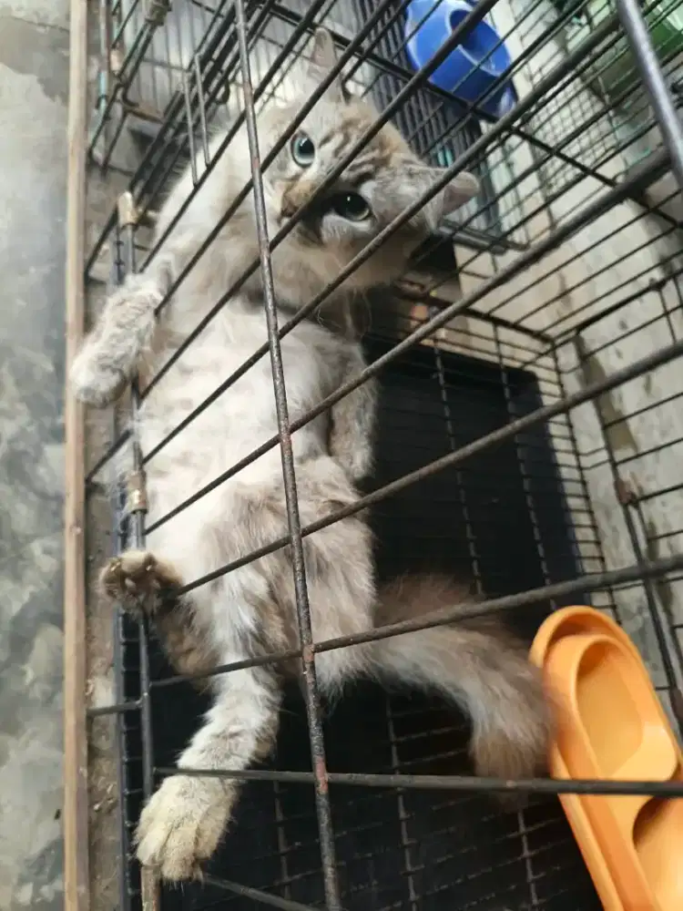Kucing siam betina 7,5 bulan