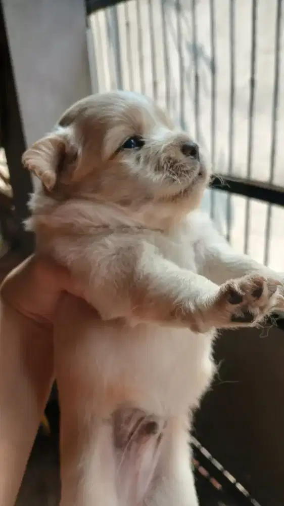 Dijual anak anjing mix maltipom