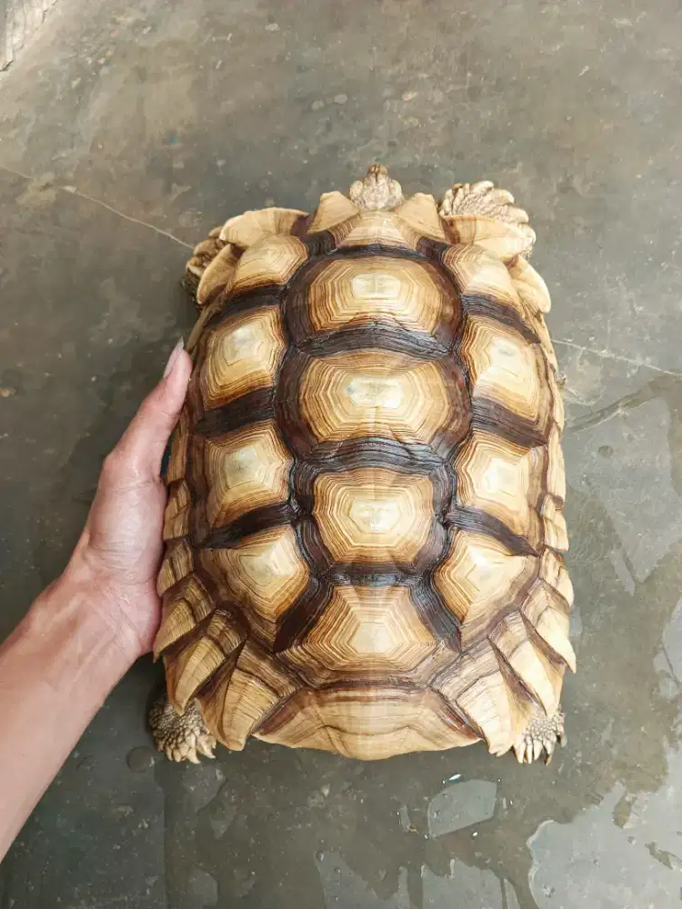 Kura sulcata 30,5cm betina