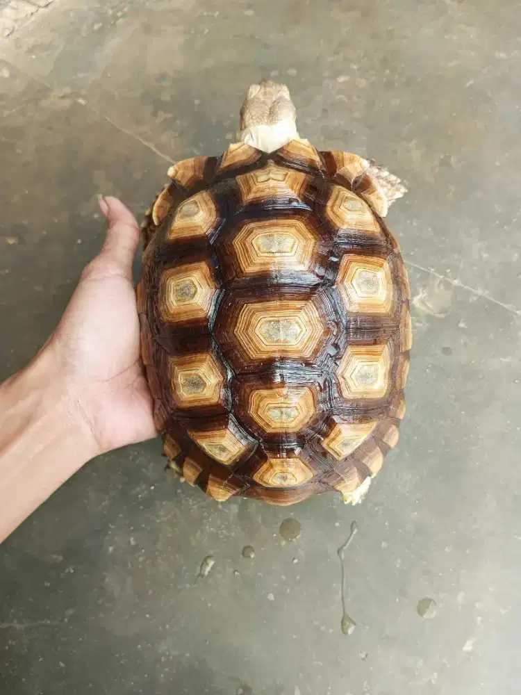 Kura sulcata 21cm