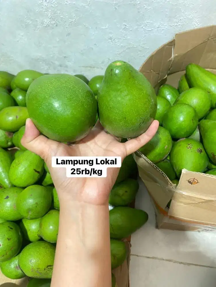 Alpukat Lampung siger & Lokal