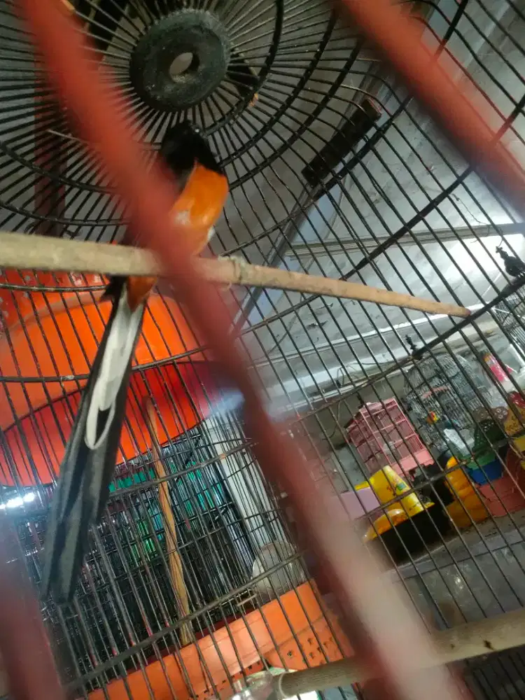 Murai medan ekor 25
