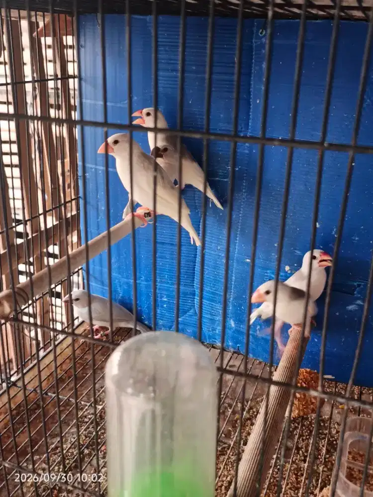 Burung gelatik putih dan silver anakan