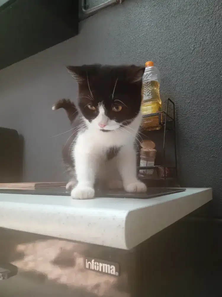 kucing anakan BSA
