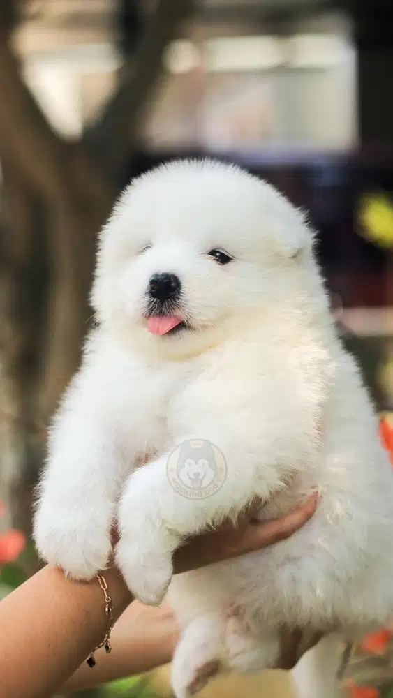 Samoyed Puppy 6 ekor