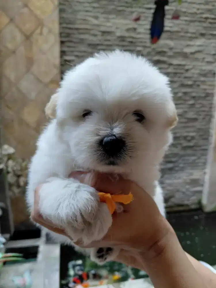Mix bichon - chow chow