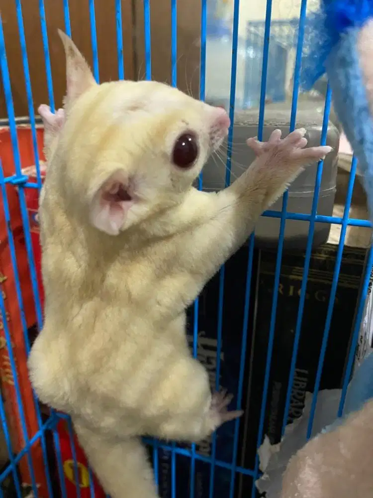 SUGAR GLIDER ALBINO