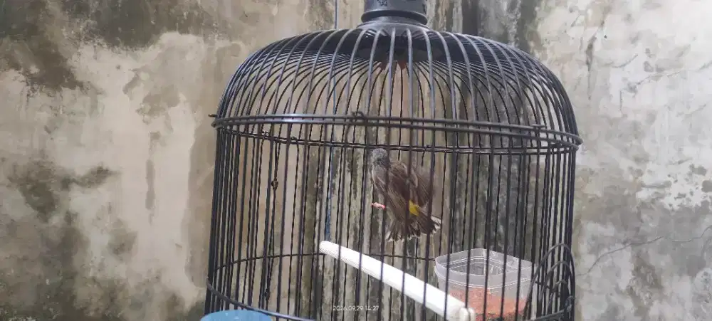 Burung blackthroat somerini