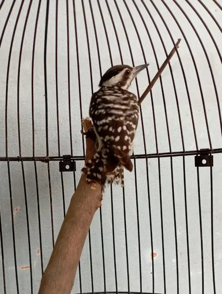 Burung pelatuk beras sampit rajin Bunyi masteran murai