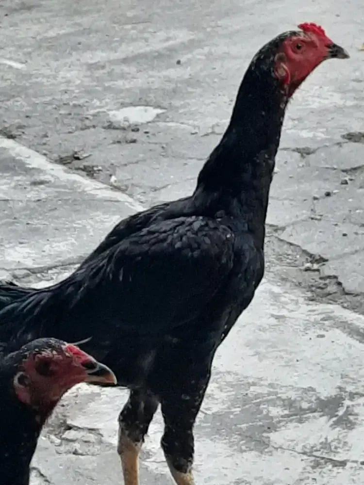 Ayam anakan bk usia 7-8 bln