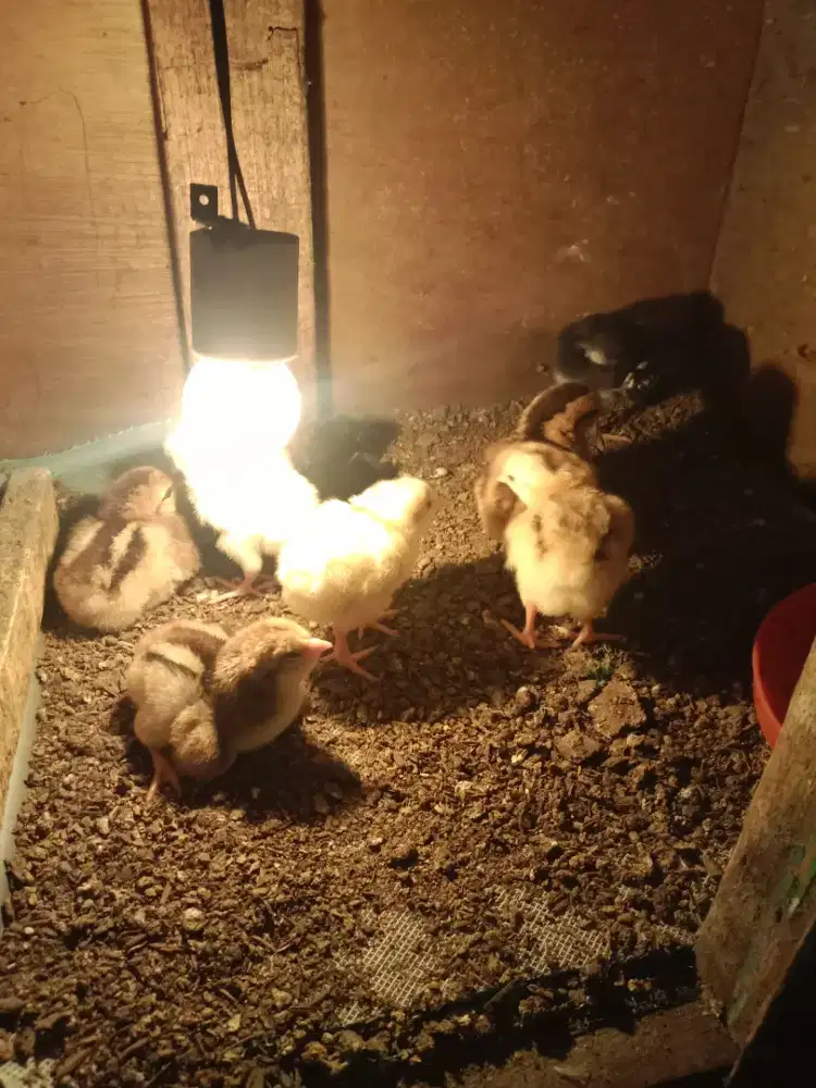 Doc ayam kampung unggul