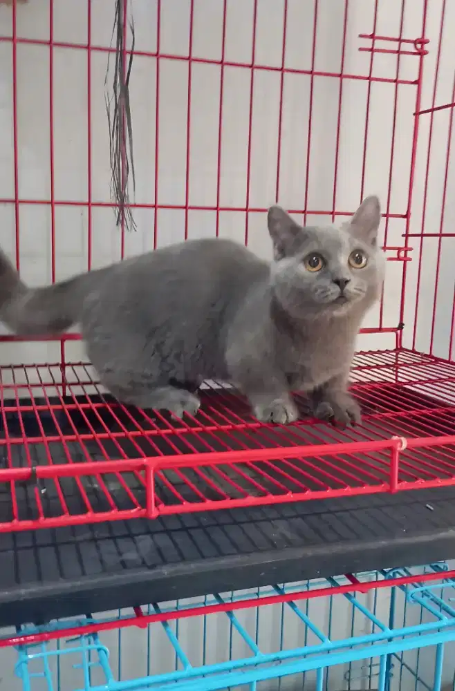 BSH MUNCHKIN BLUE