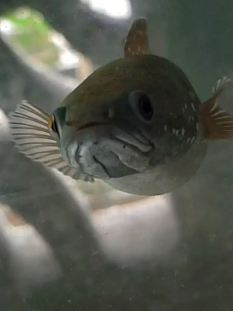 Auranti ikan saja