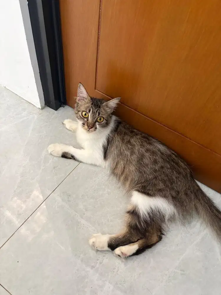 Dijual Persian Mix Usia 1.5 tahun sedang birahi