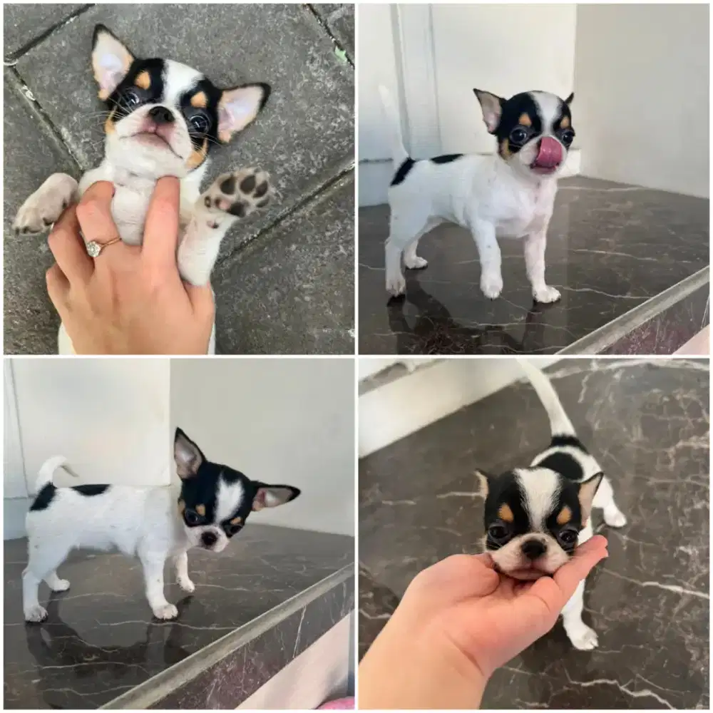 Puppy chihuhua Pure !