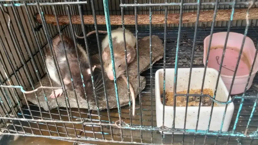 Tikus Dumbo Ear sepasang.