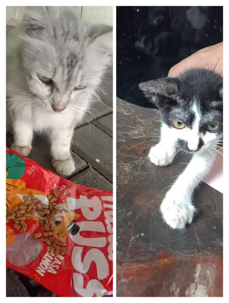Open adop kucing ras persian dn kiten mixdome