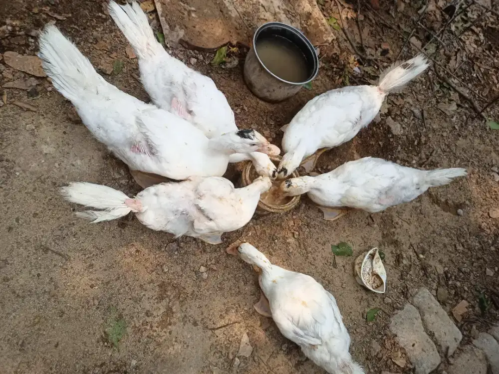 Jual entok Jumbo umur 3  bulanan