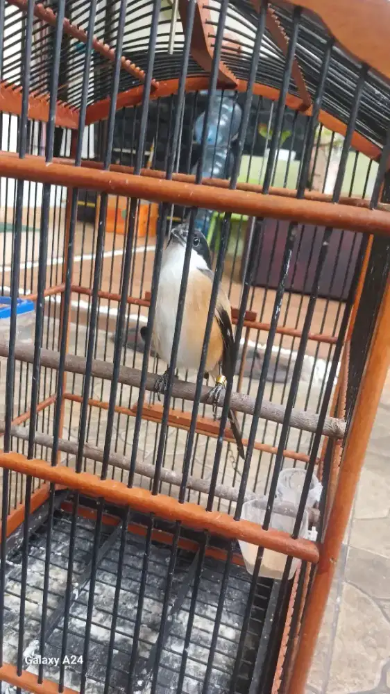 Burung cendet rajin bunyi / gacor