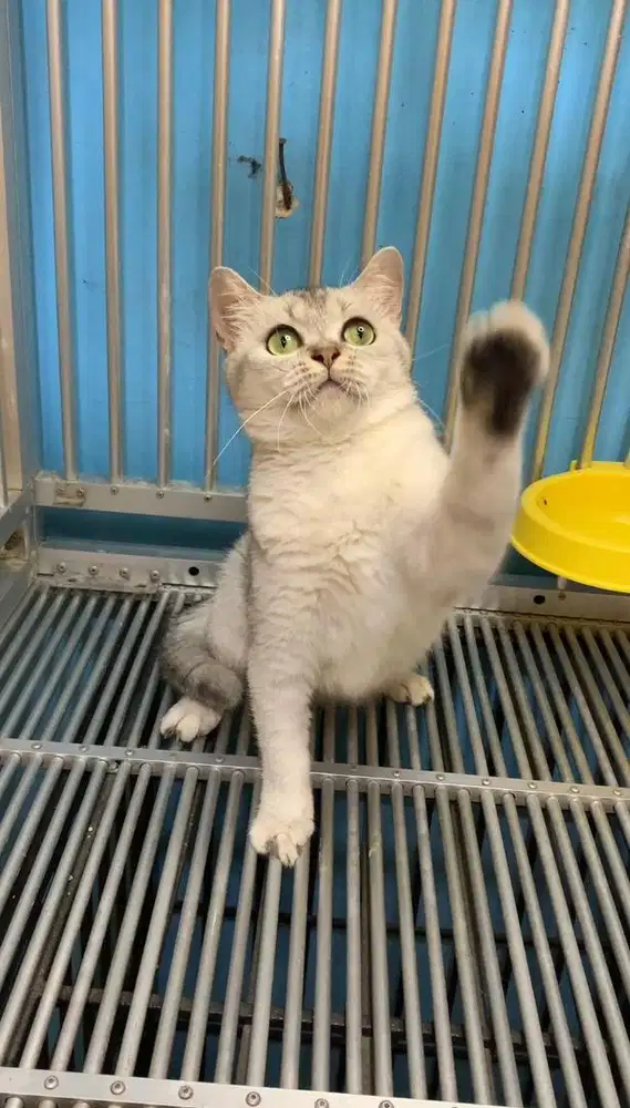 BSH Silver ( British shorthair )