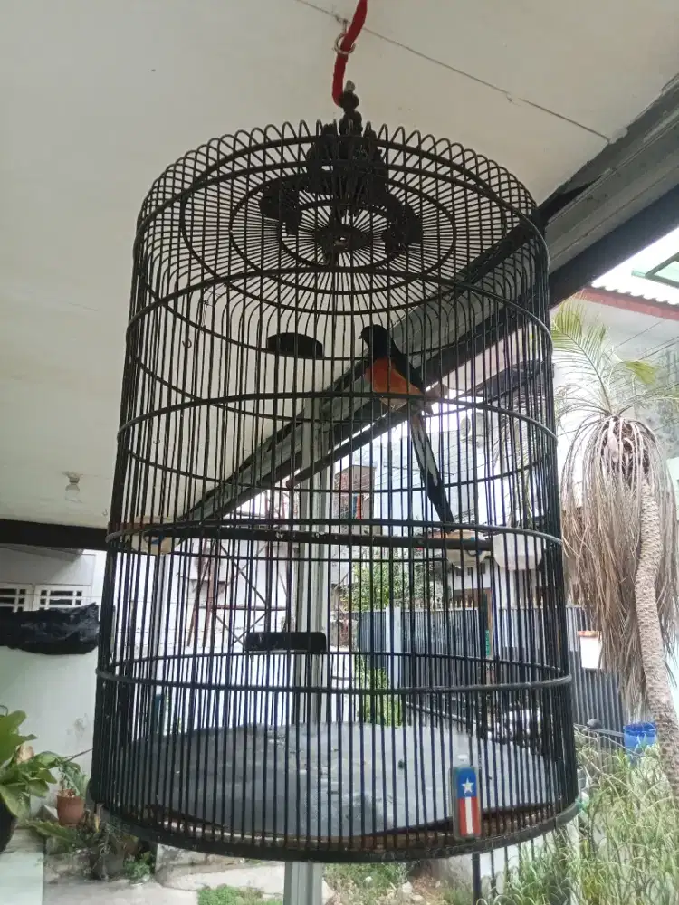 Muray batu medan gacor