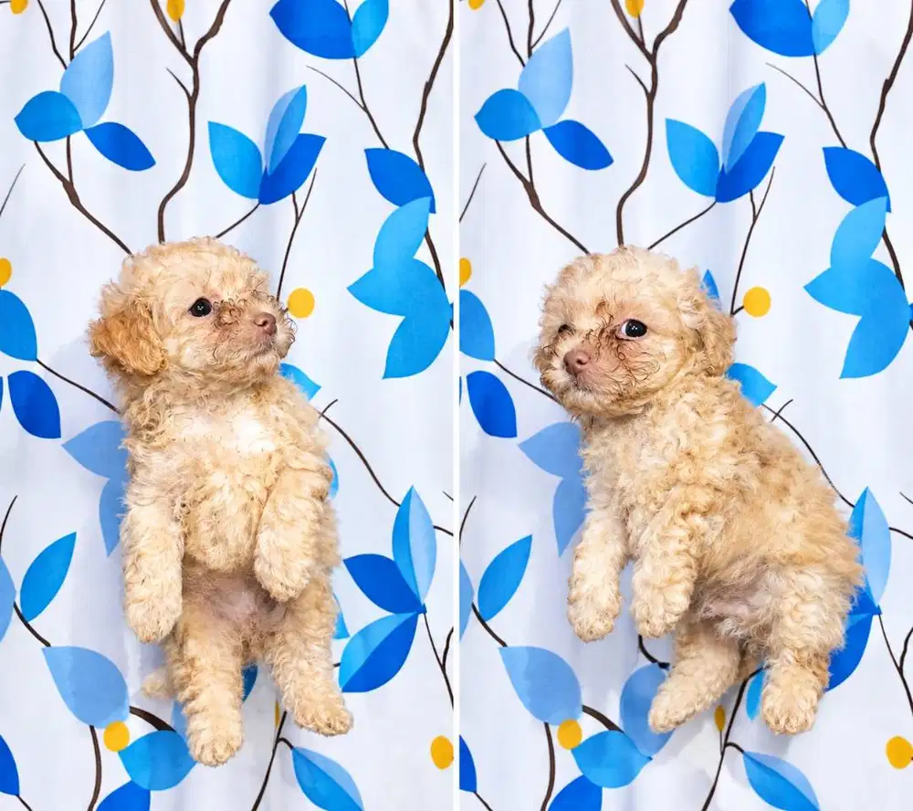 toy poodle pure