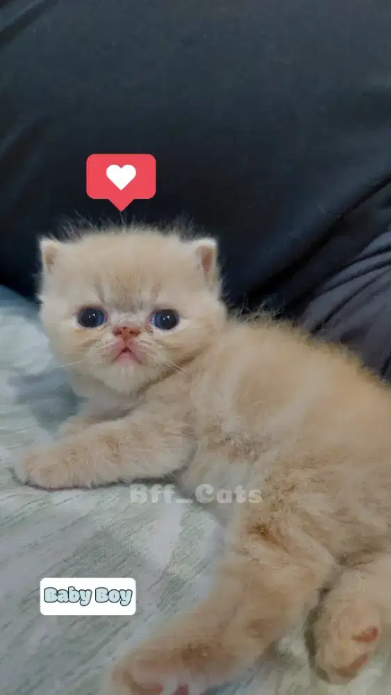 OB KITTEN JANTAN EXO LINE PED