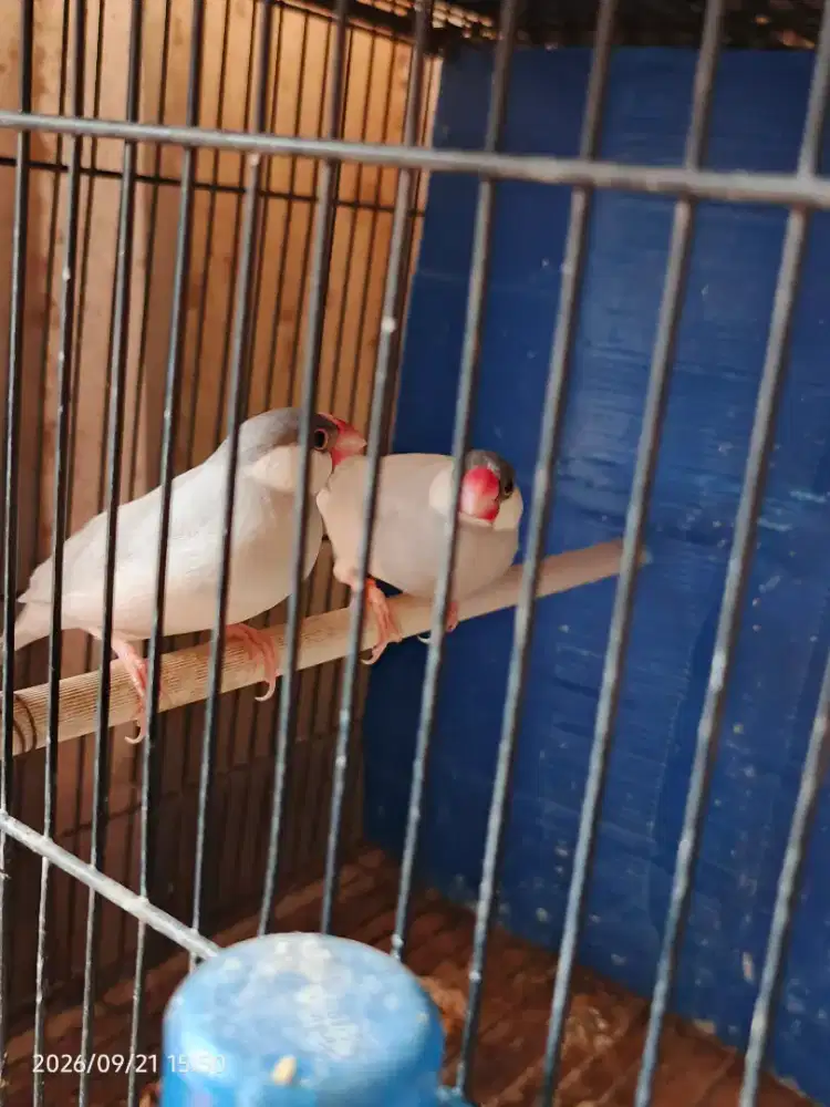 Burung gelatik silver