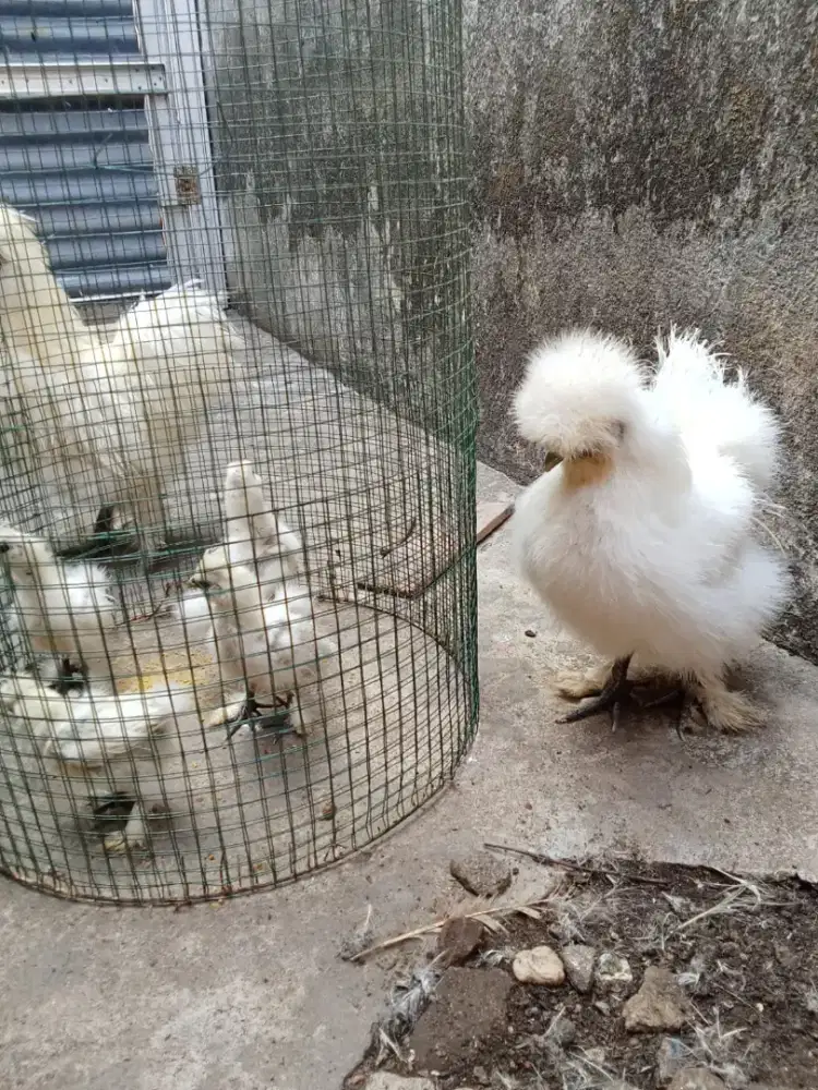 Ayam Hias American Silkie
