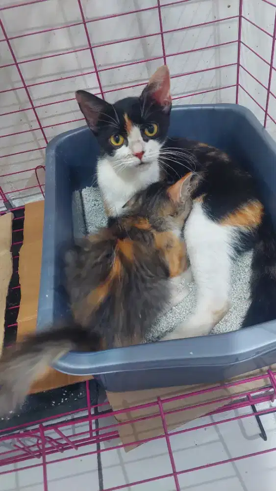 Kucing Sphynx mix British long hair