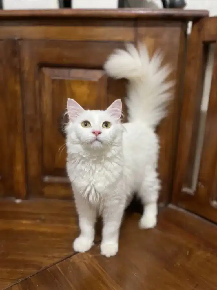 kucing kitten anakan mainecoon anggora persia ragdoll himalaya