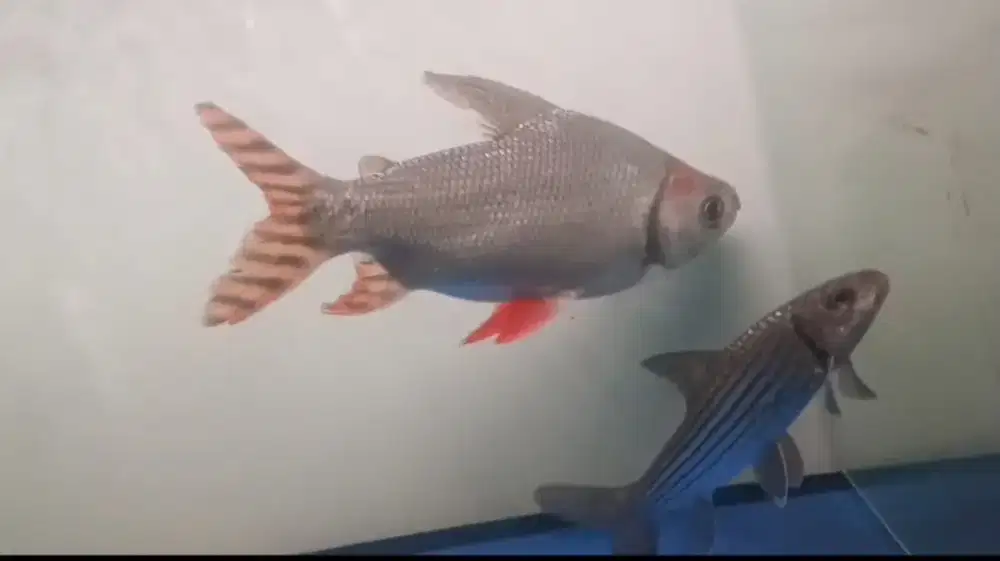 Ikan RFF Size 33cm