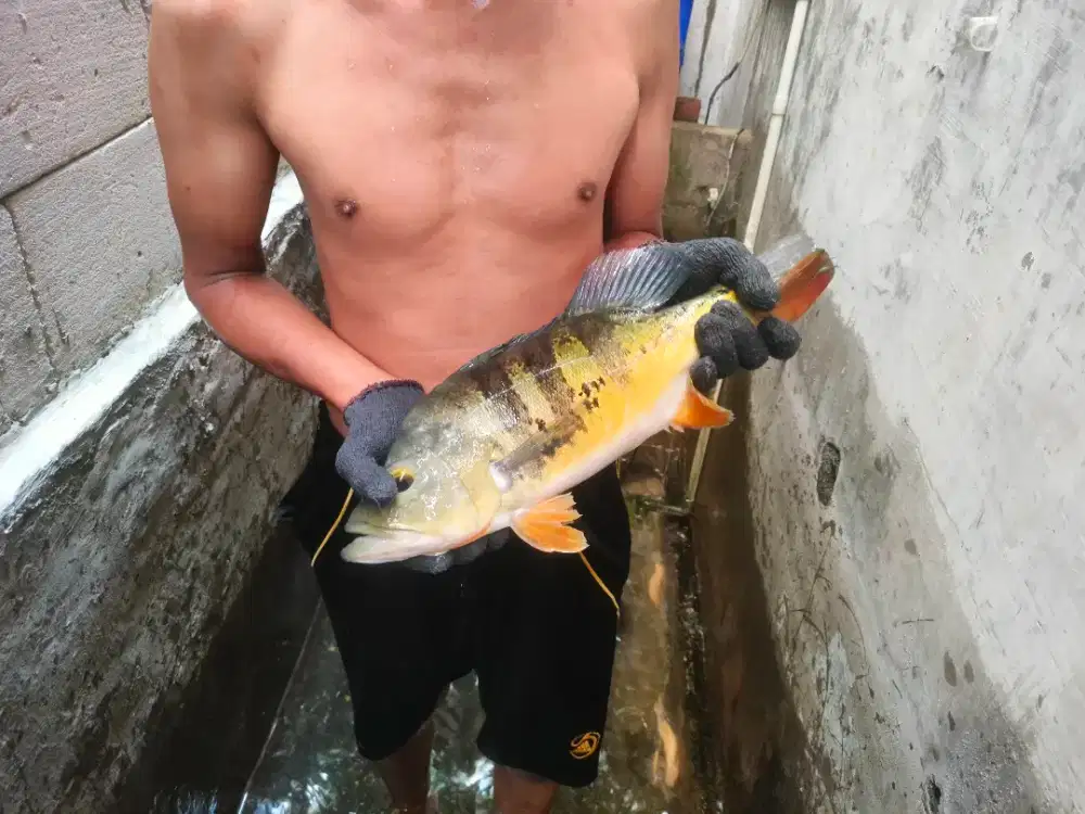 Ikan pbass mono