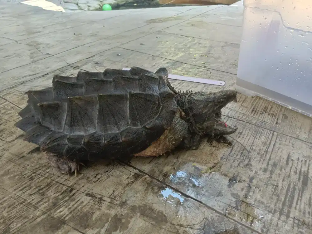 Kura Kura Aligator Snaping Turtle ( AST)