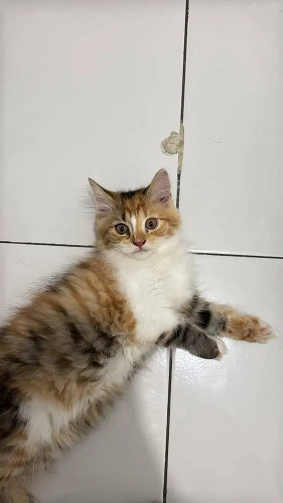 OPEN ADOPSI PER EKOR
