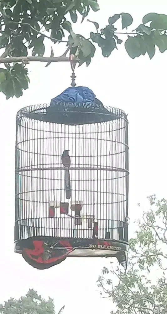 Murai batu pastol