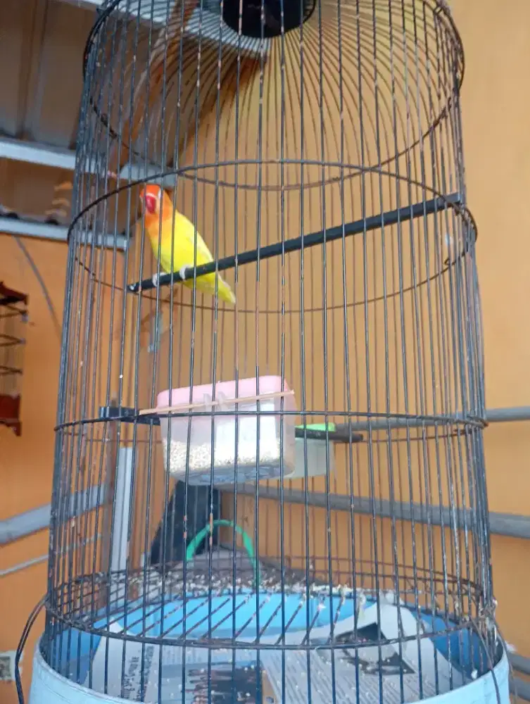 Jual burung love bird
