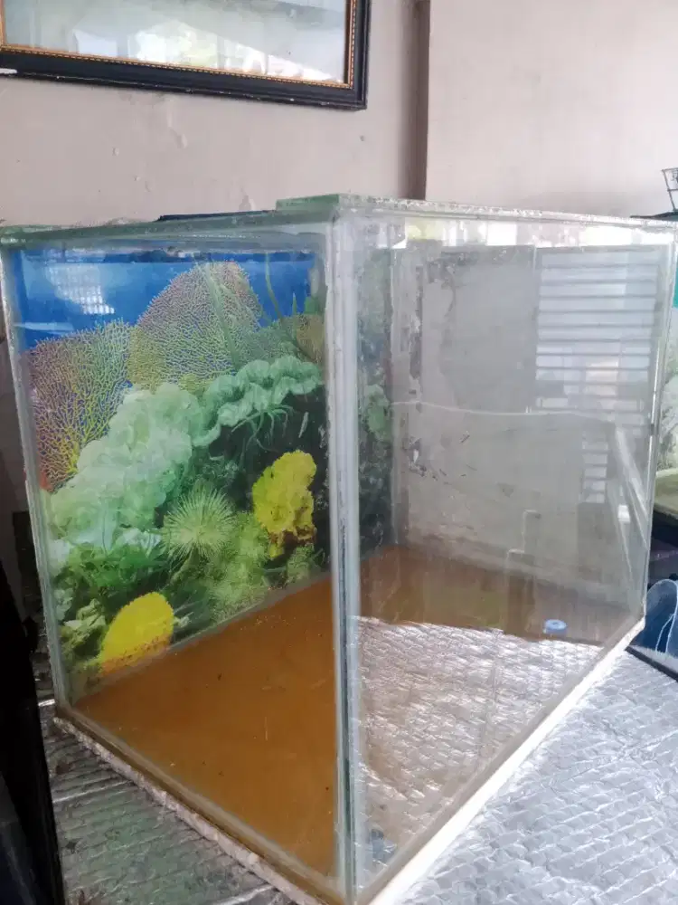 Akuarium buat ikan hias