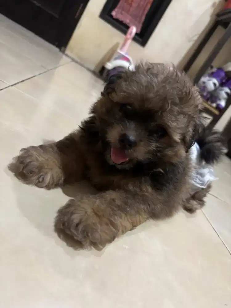 Anak anjing puppies