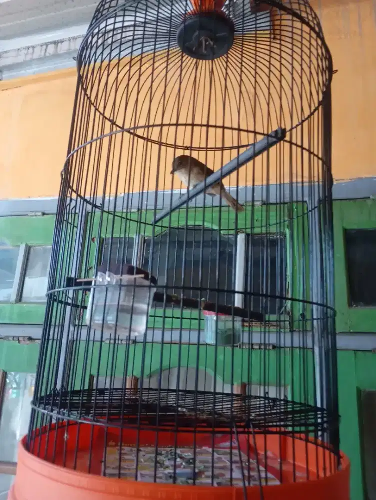 Jual burung flamboyan