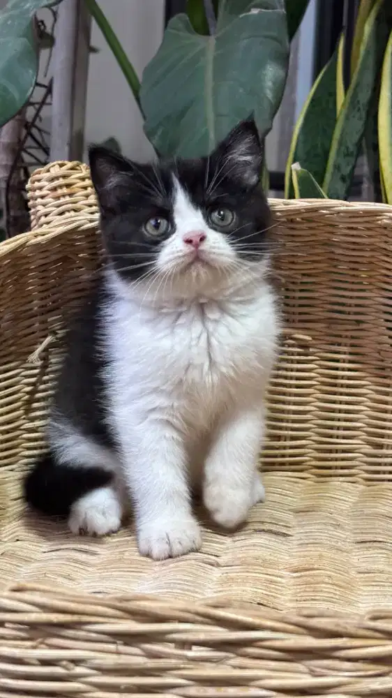 ANAK KUCING KITTEN MUNCHKIN MINUTES NS BLACK BICO JANTAN