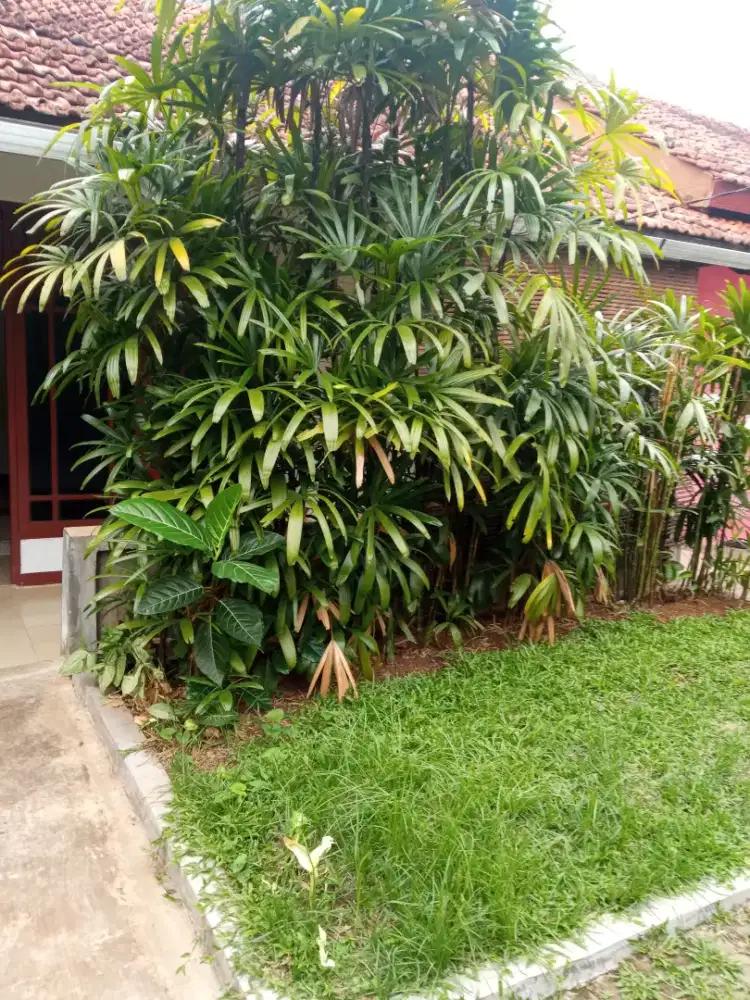 Disewakan rumah dengan halaman sejuk,tenang,lingkungan nyaman