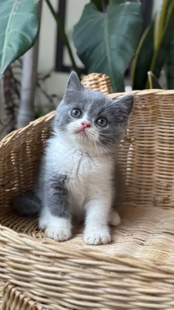 ANAK KUCING KITTEN MUNCHKIN MINUTE BICO BLUE JANTAN