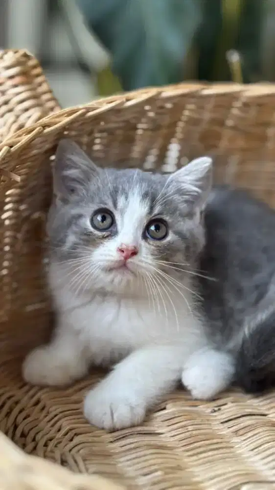 ANAK KUCING KITTEN MUNCHKIN MINUTES NS BUCO BLUE JANTAN