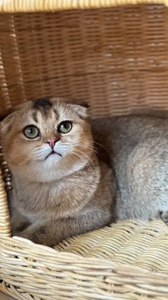 KUCING SCOTTISH FOLD GOLDEN NY25 RARE BETINA 6BULAN
