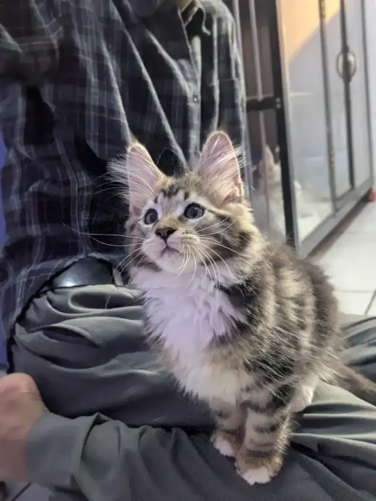 KITTEN ANAK KUCING MAINECOON JANTAN BROWN TABBY 3BULAN